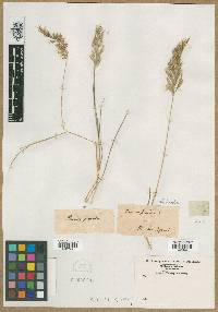 Bromus stipoides image