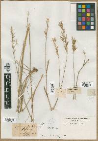 Bromus agrestis image