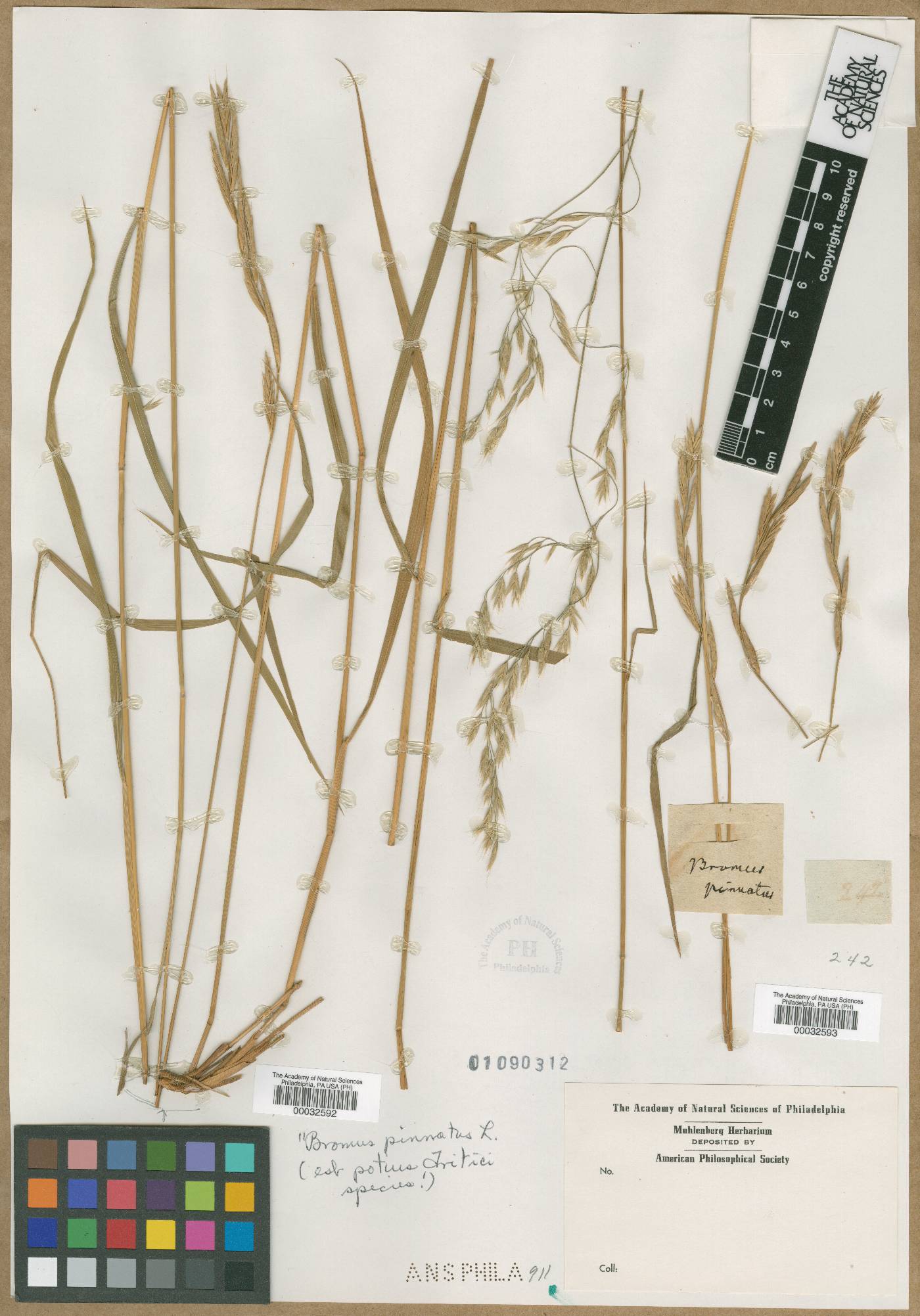 Brachypodium pinnatum image