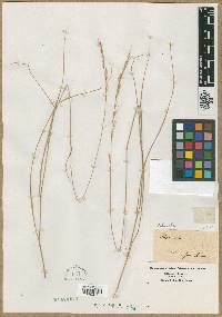 Stipa juncea image