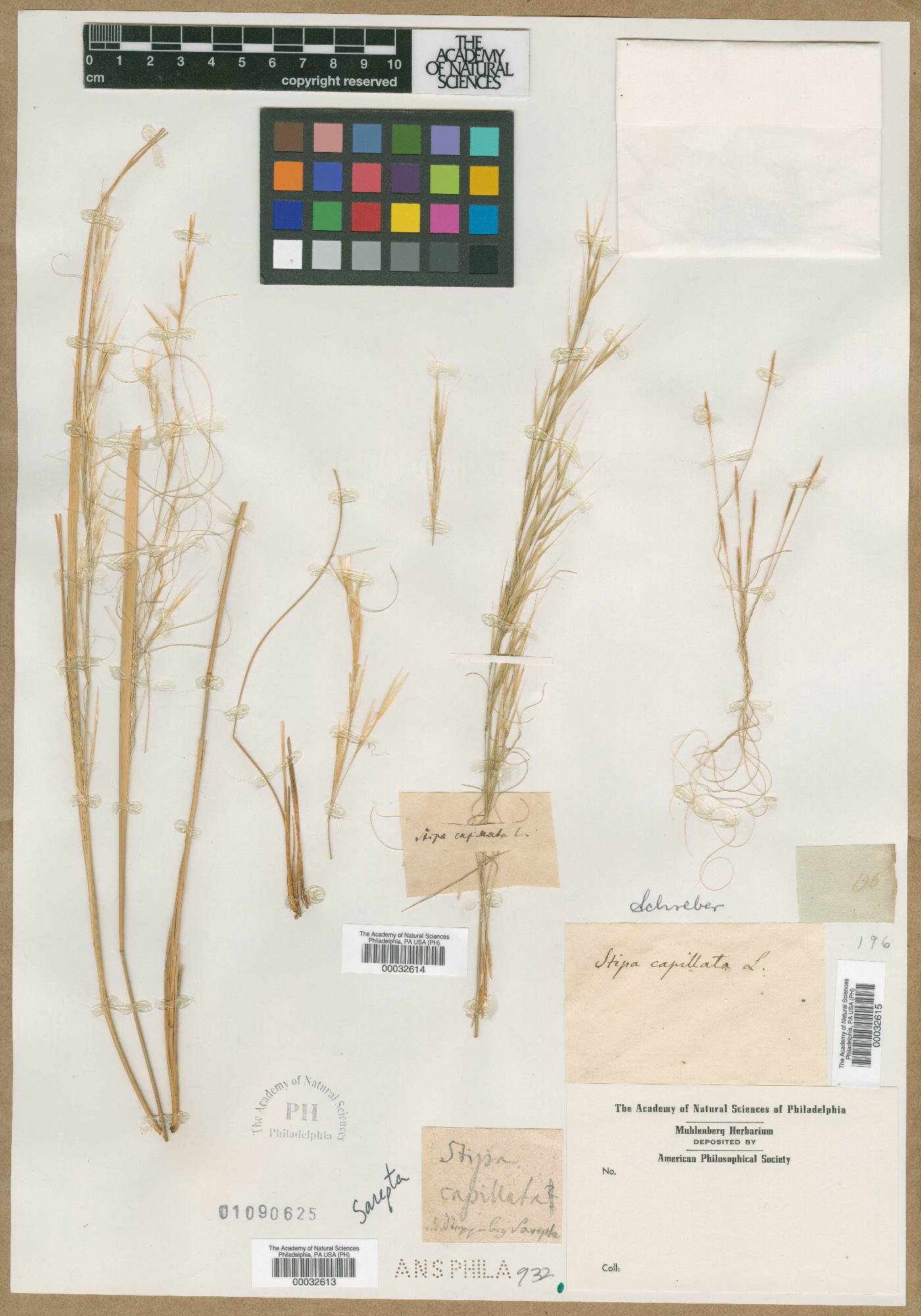 Stipa capillata image