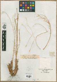 Stipa pennata image