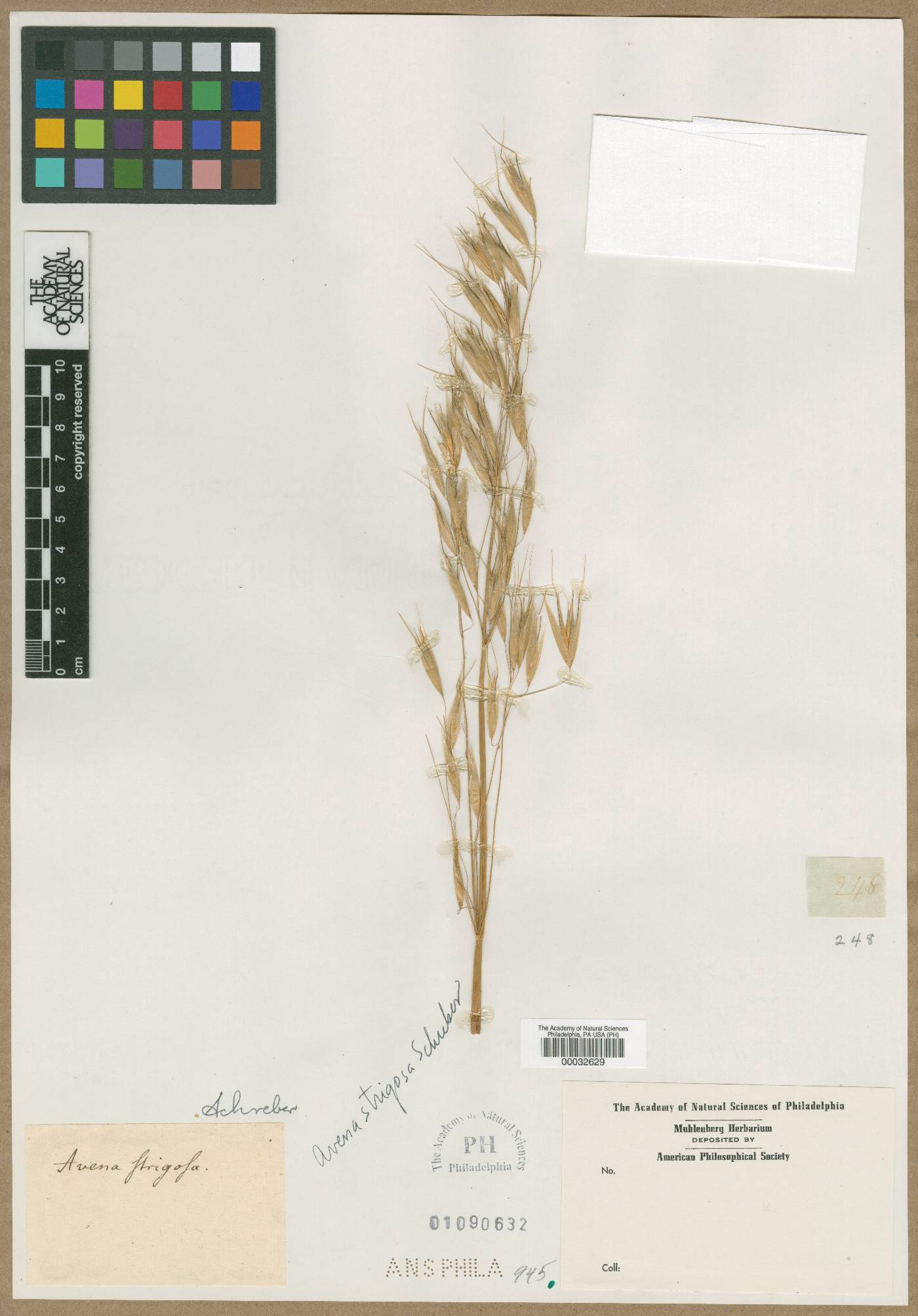 Avena strigosa image