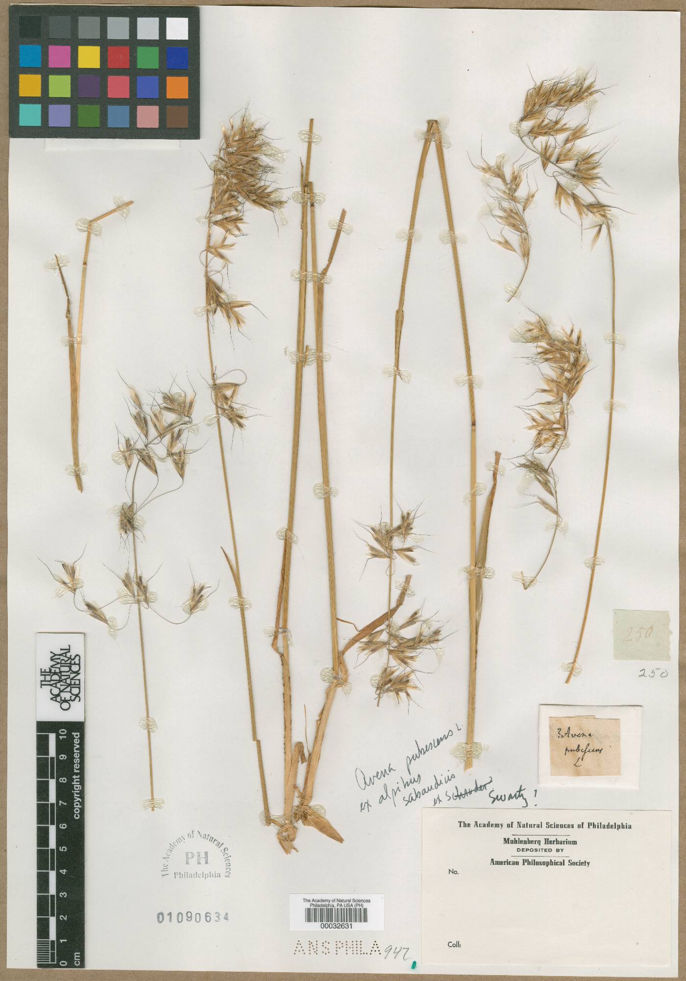 Avena pubescens image