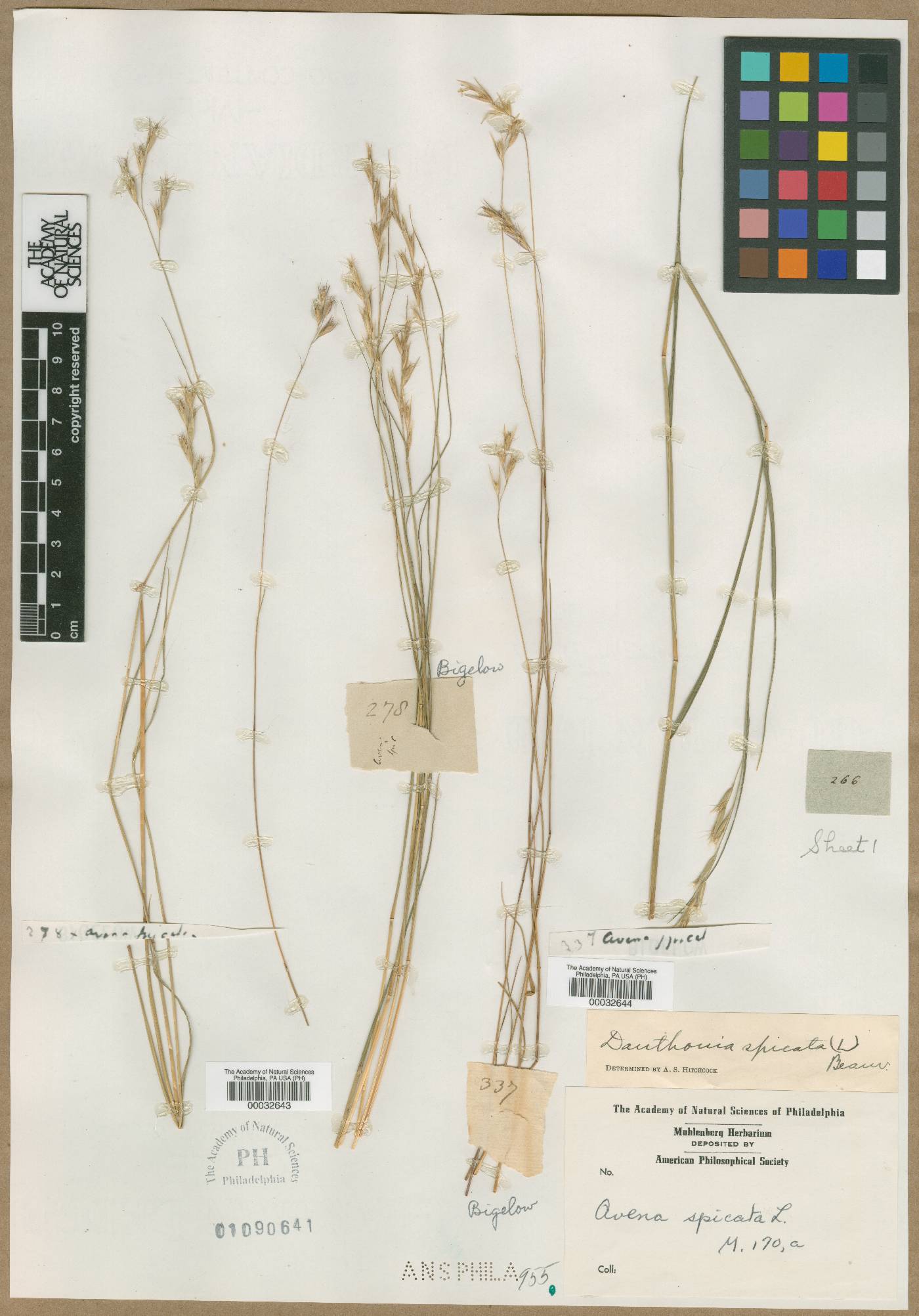 Avena spicata image
