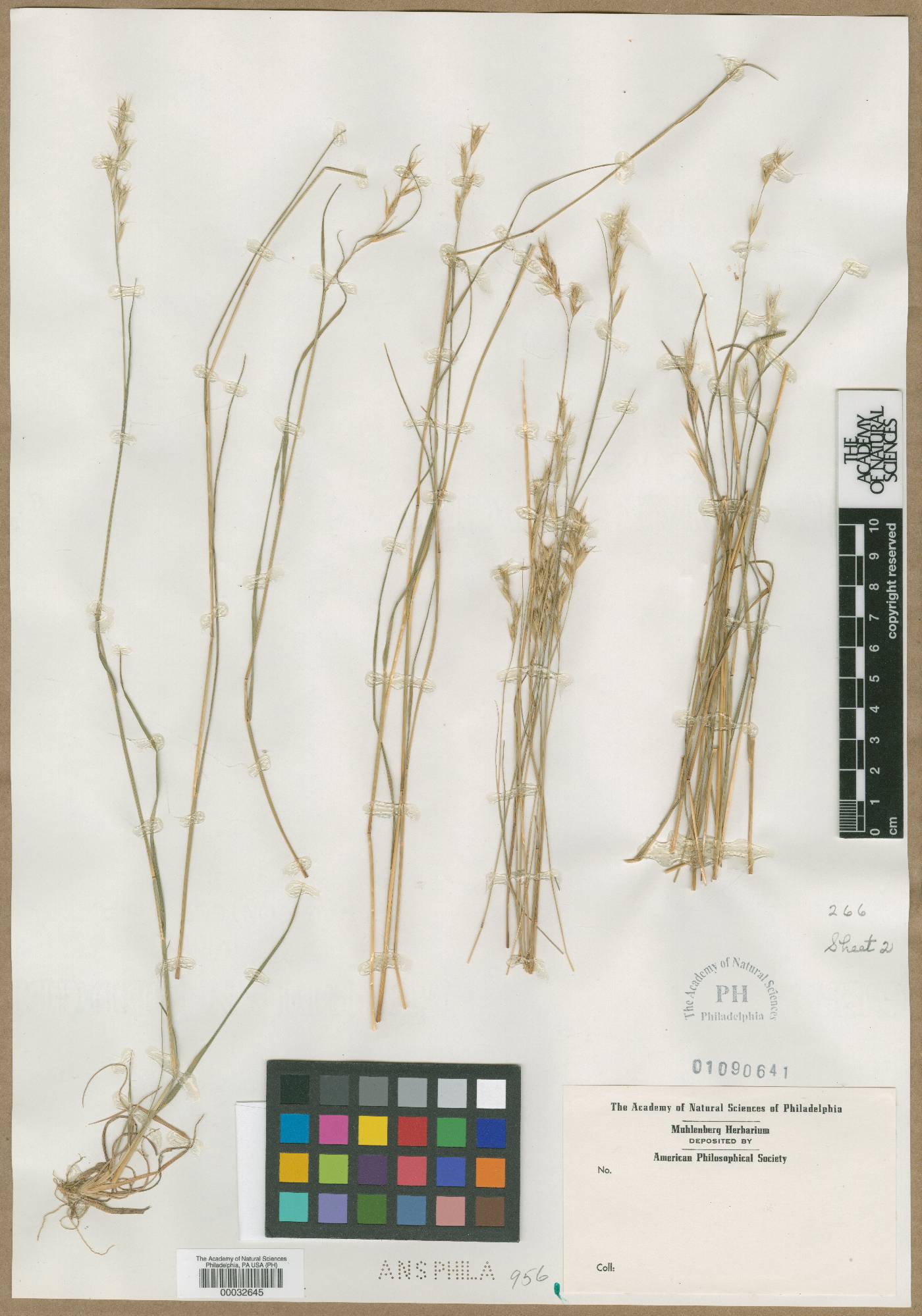 Avena spicata image