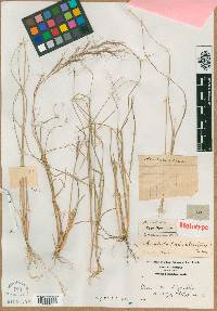 Aristida purpurascens image