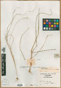 Aristida lanosa image