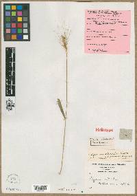 Elymus ciliatus image