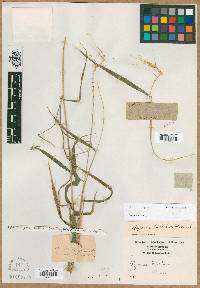 Elymus hystrix image