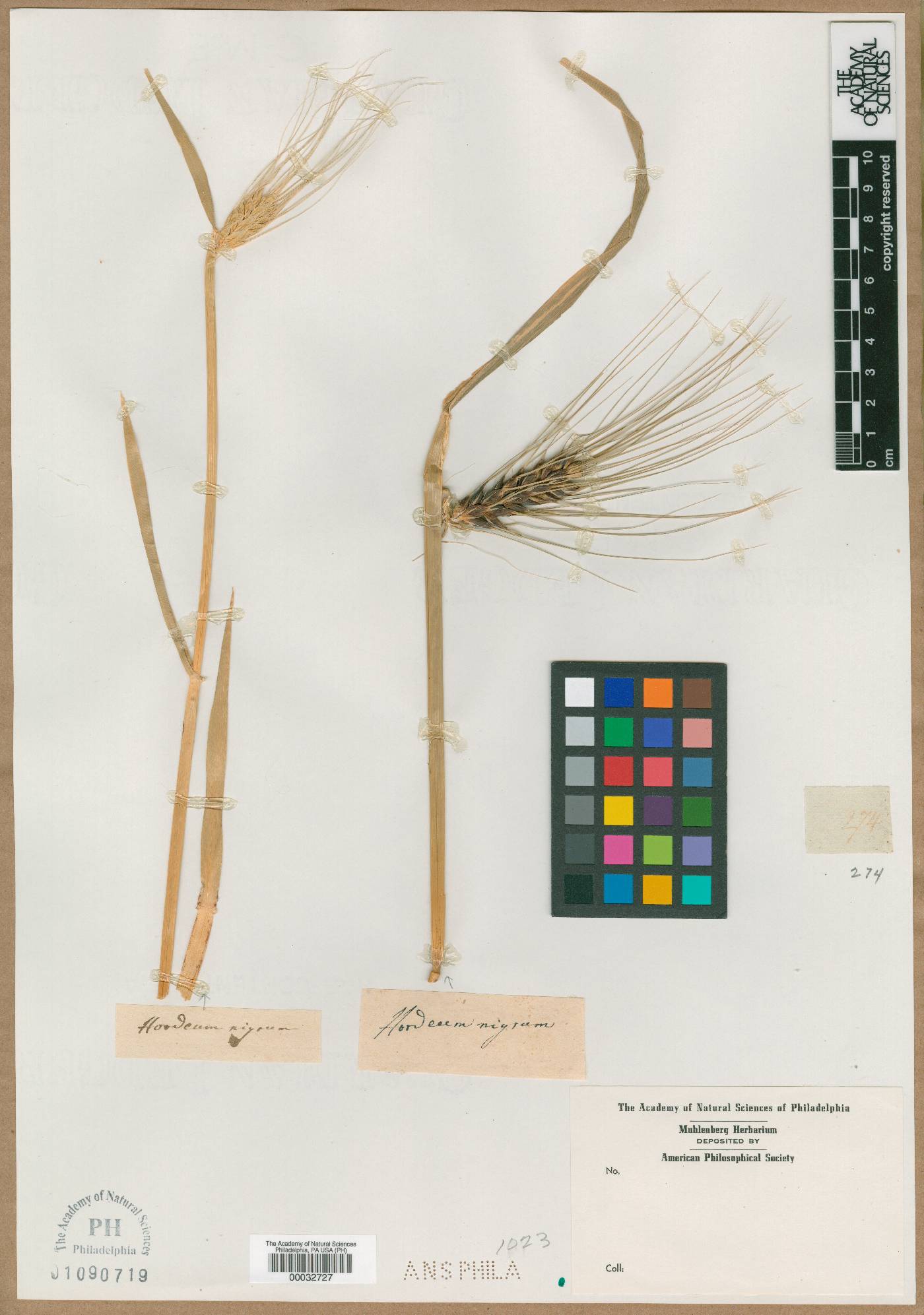 Hordeum nigrum image