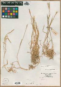 Hordeum pusillum image