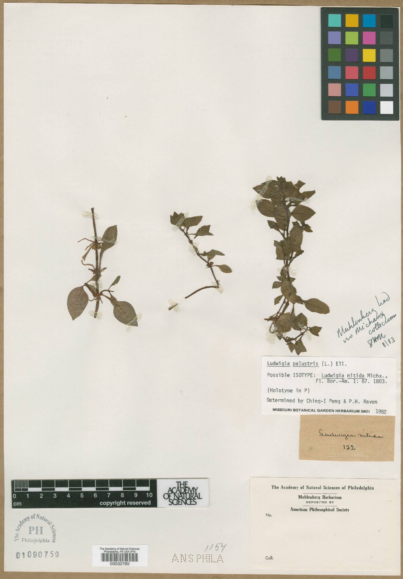 Ludwigia nitida image