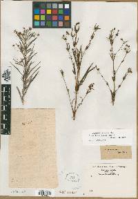 Lysimachia angustifolia image