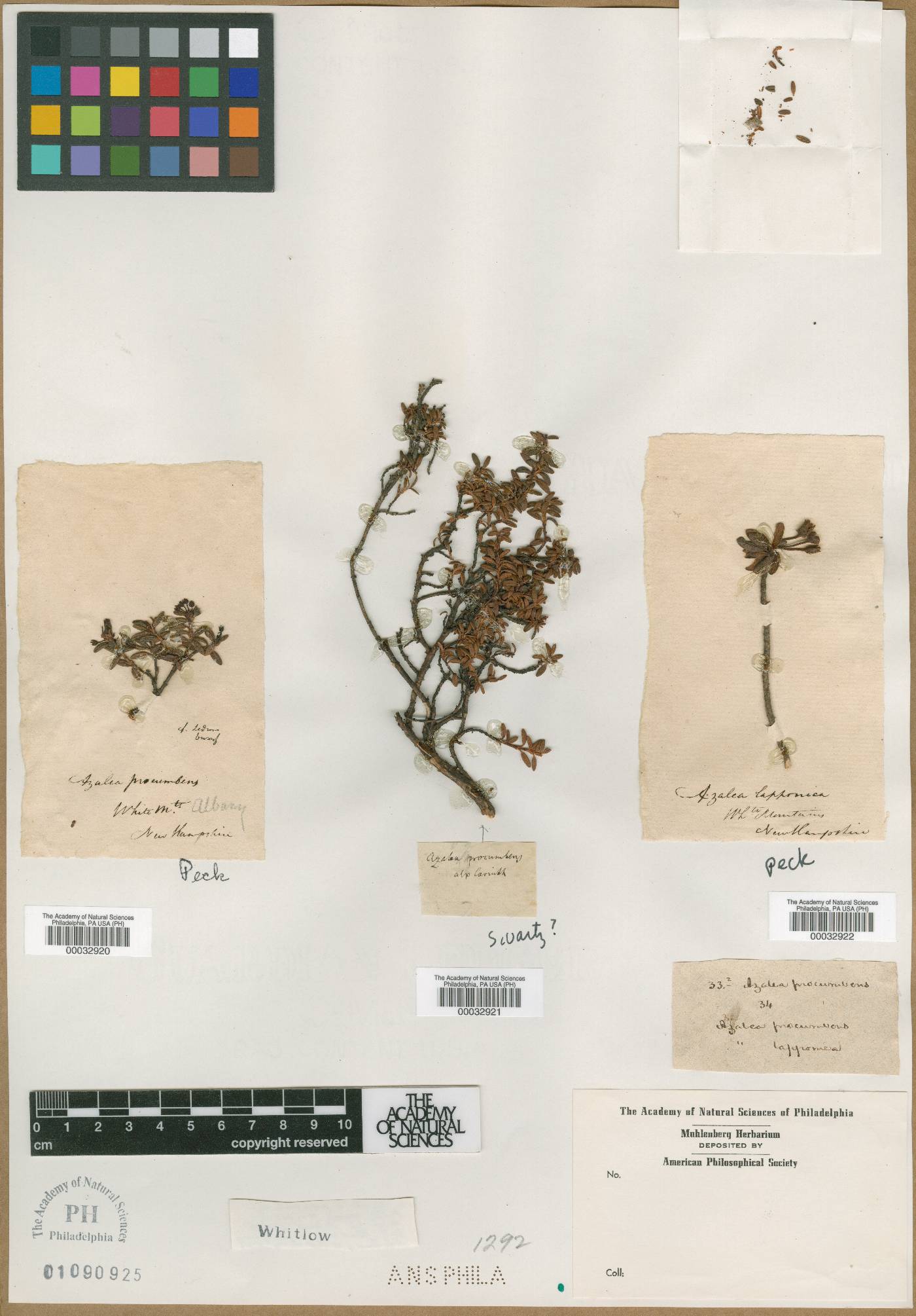 Azalea procumbens image