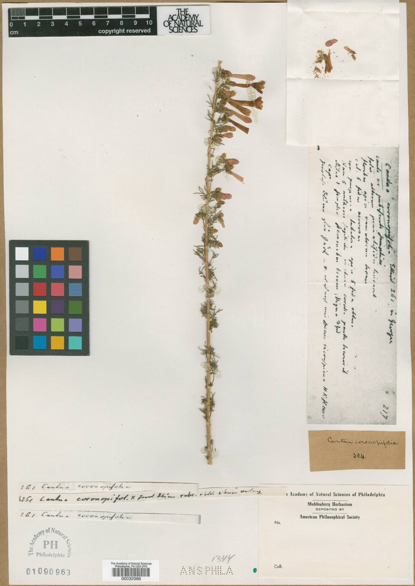 Gilia coronopifolia image