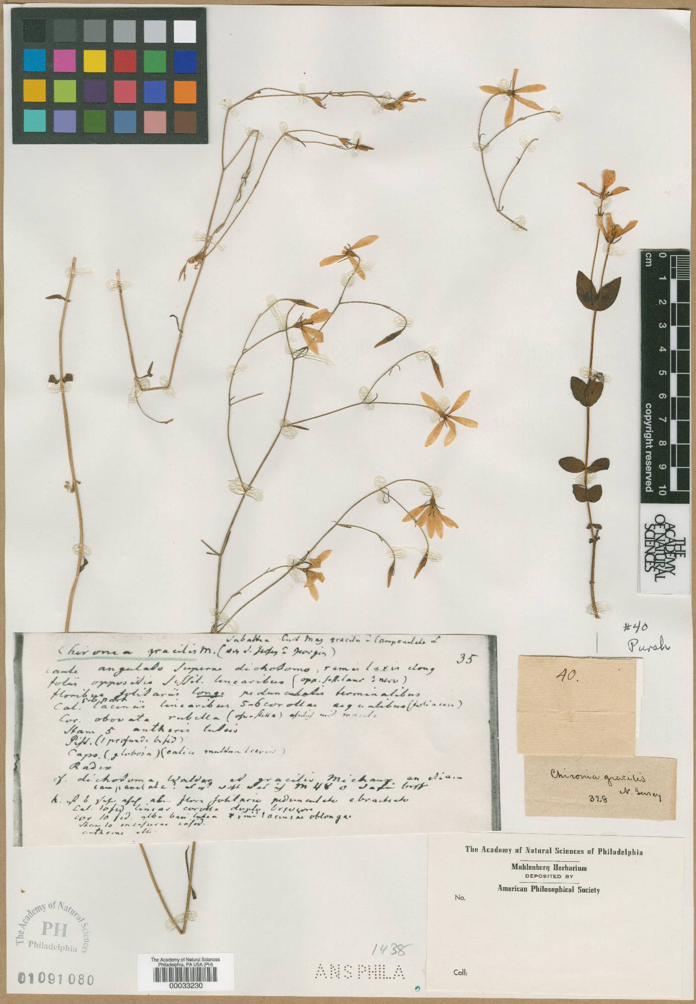 Chironia gracilis image
