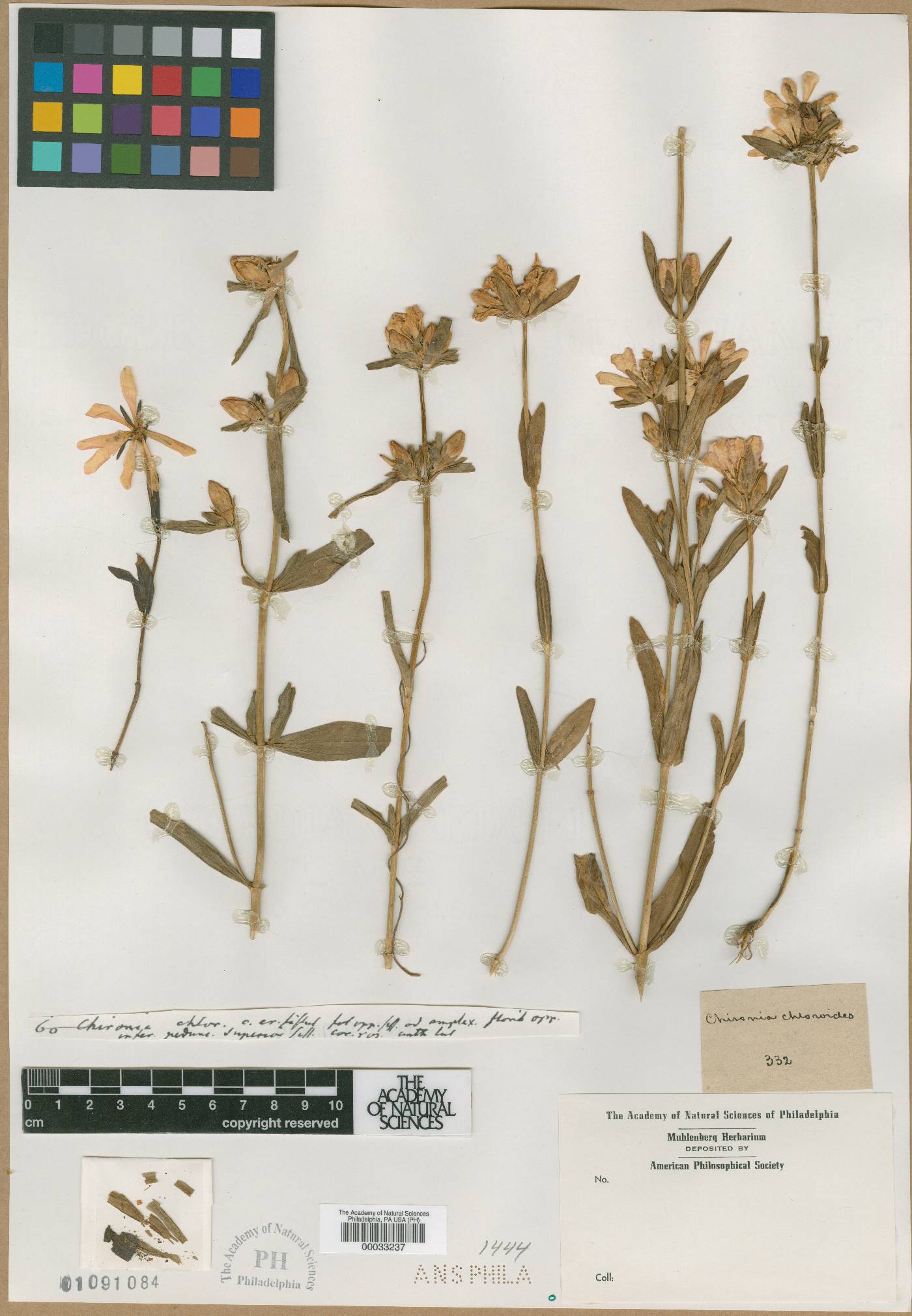 Chironia chloroides image