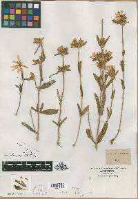 Chironia chloroides image