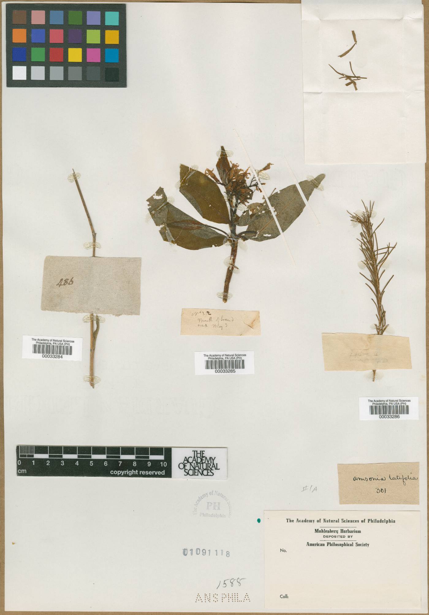 Amsonia latifolia image