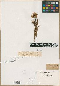Amsonia angustifolia image
