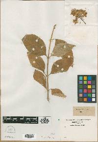Media resource of Asclepias hybrida