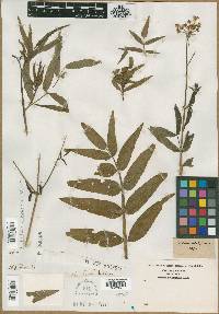 Sium latifolium image