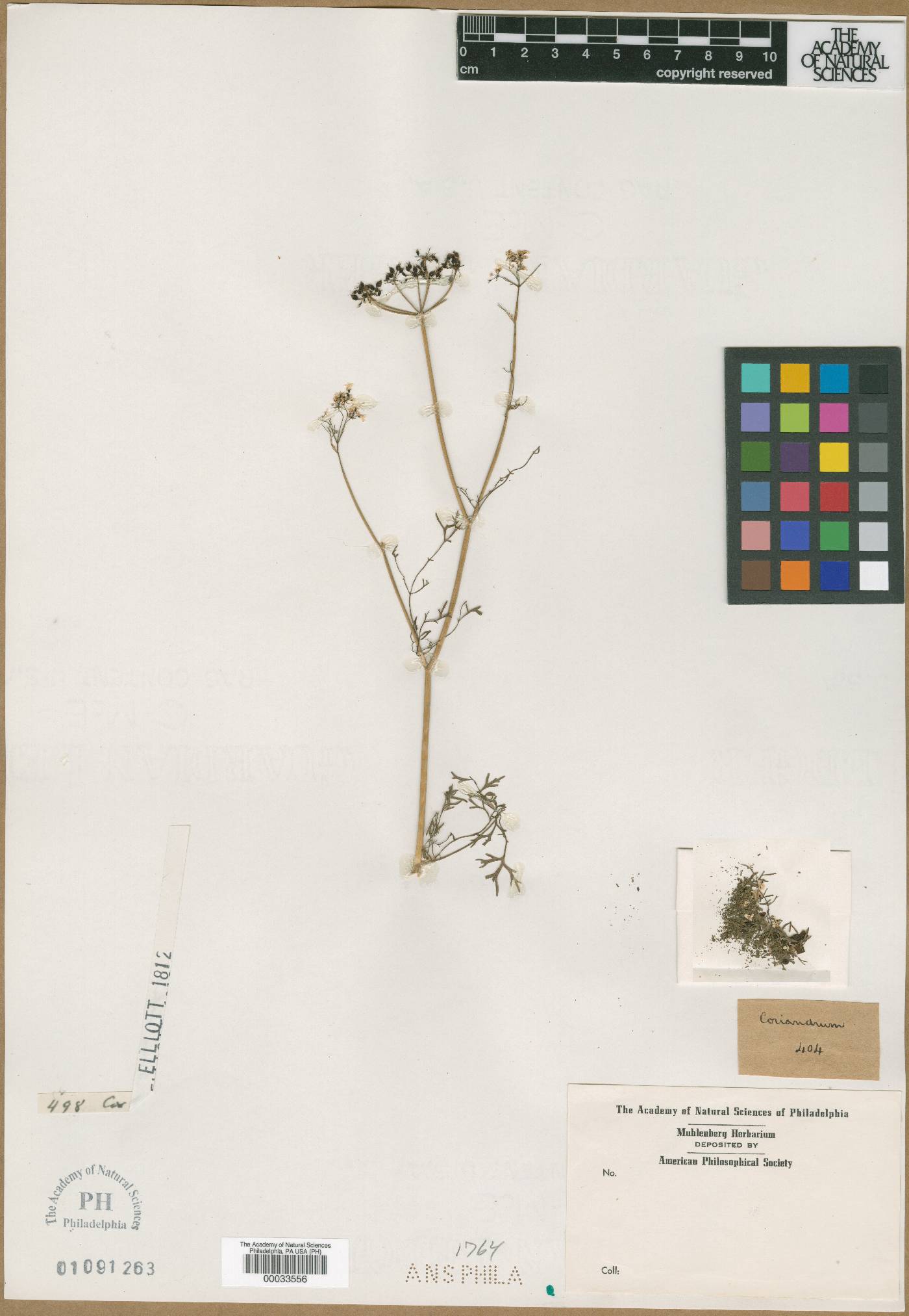 Coriandrum sativum image