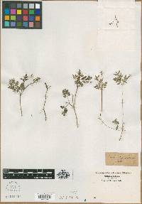 Chaerophyllum procumbens image