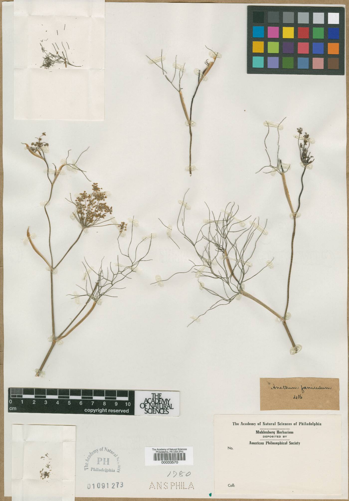 Anethum foeniculum image