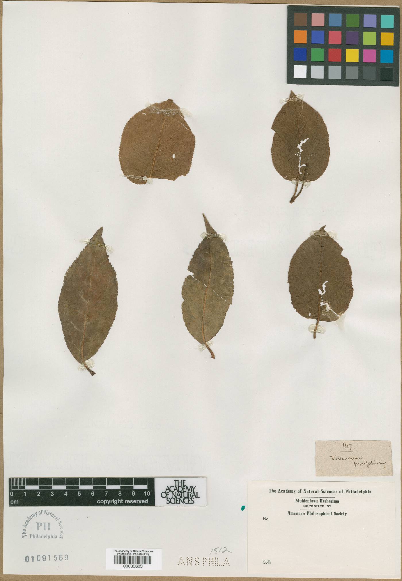 Viburnum pyrifolium image