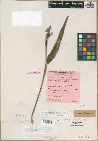 Image of Pontederia lancifolia