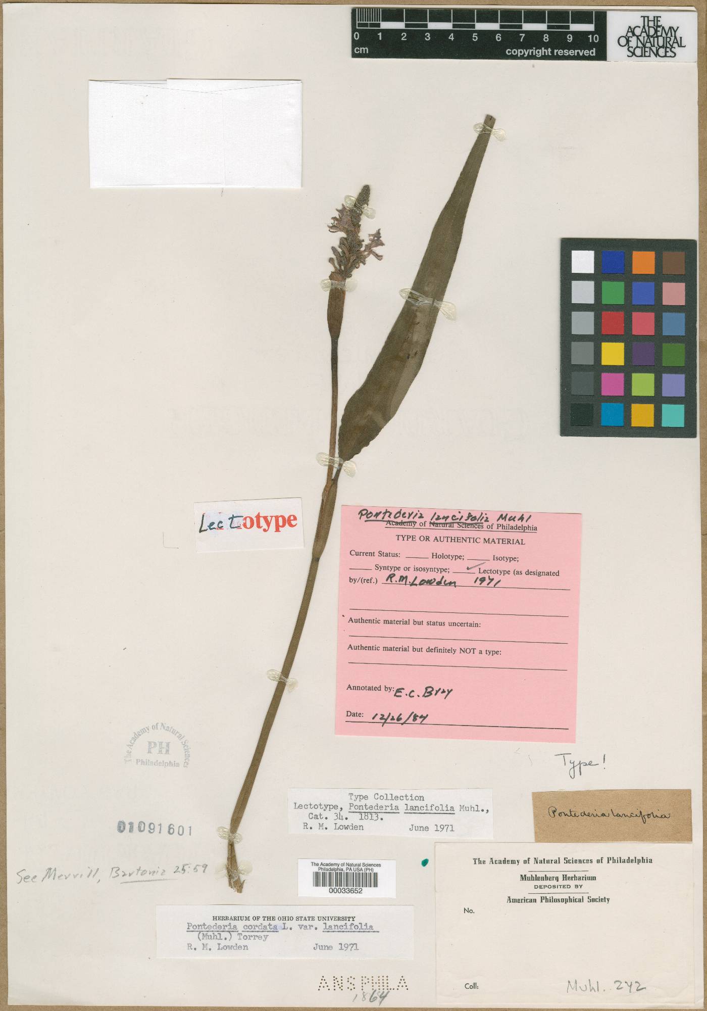 Pontederia lancifolia image