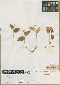 Maianthemum bifolium image