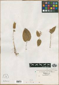 Maianthemum bifolium image