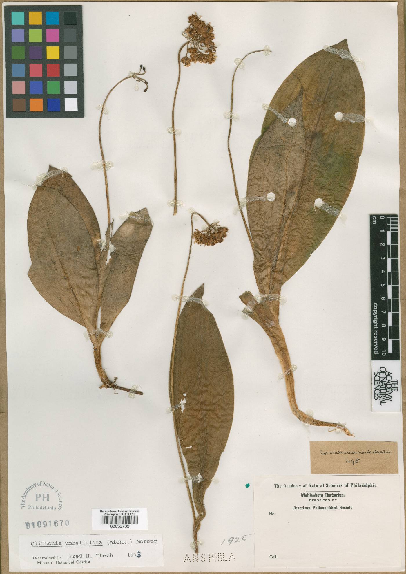 Convallaria umbellulata image