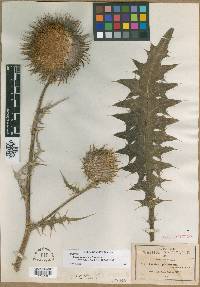 Cirsium pinetorum image