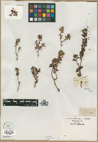 Kalmia buxifolia image