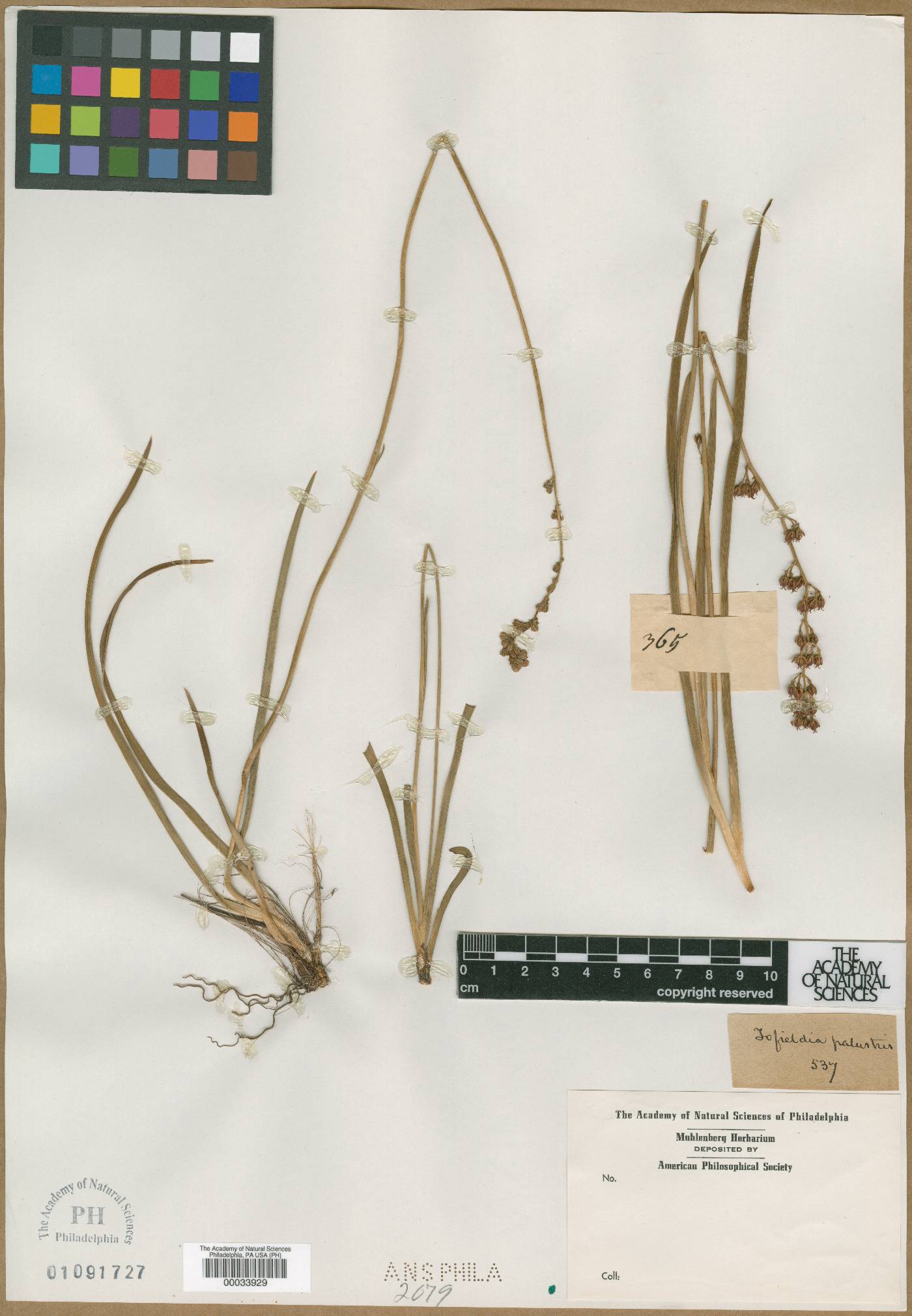 Tofieldia pusilla image