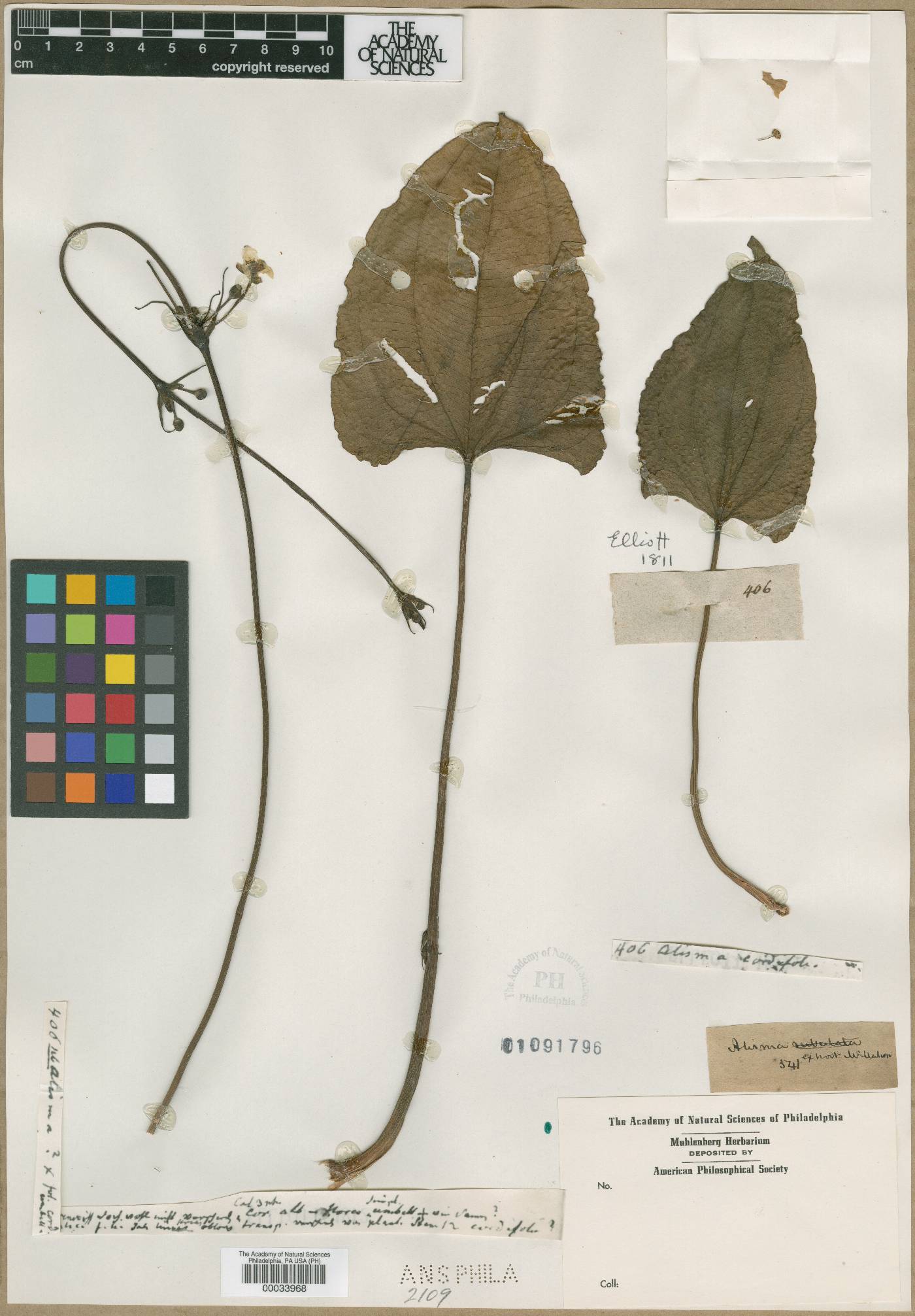 Alisma cordifolium image