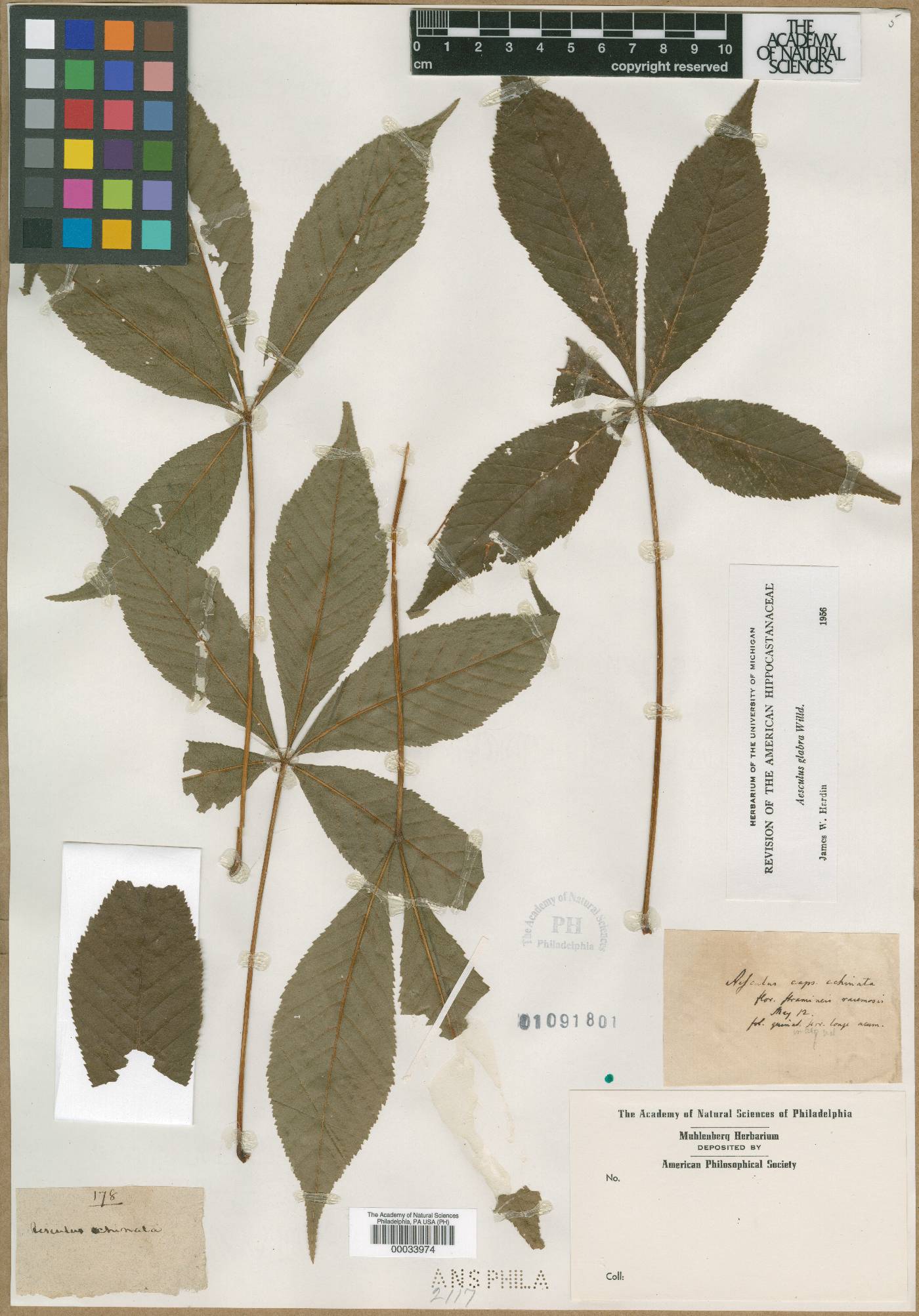 Aesculus echinata image