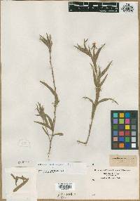 Oenothera mollissima image