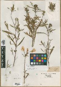 Oenothera longiflora image