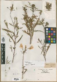 Oenothera longiflora image