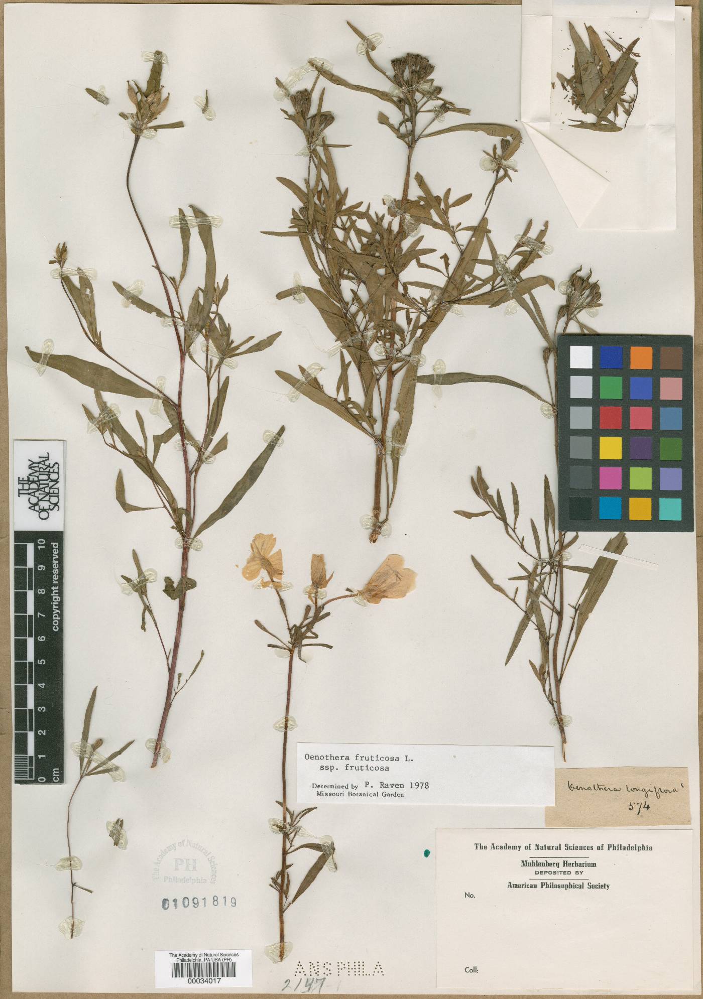 Oenothera longiflora image