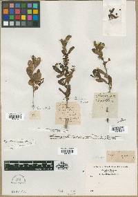 Gaylussacia frondosa image