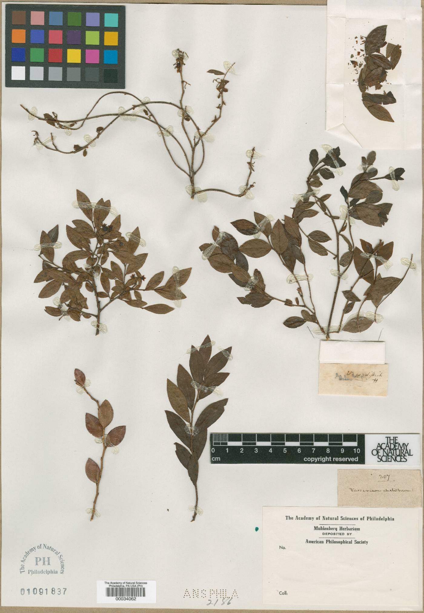 Vaccinium distichum image