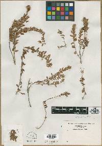 Vaccinium macrocarpon image