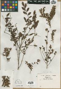 Vaccinium myrsinites image