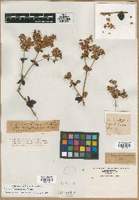 Eriogonum tomentosum image